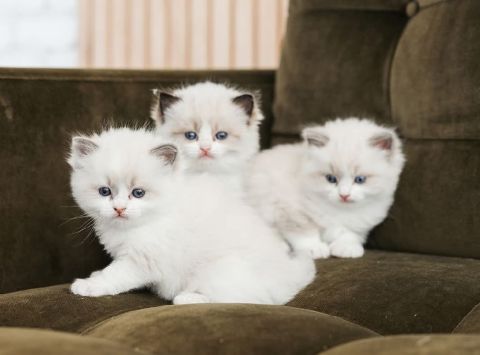 British Shorthair kittens these