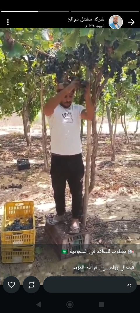 عمل في الزراعة أو