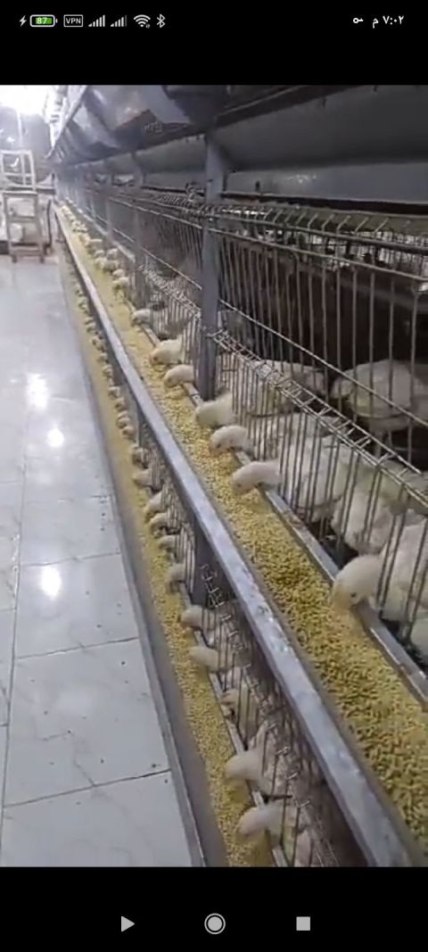 للبيع بطاريات دواجن تسمين