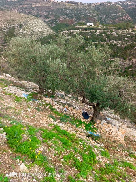 Land for sale Bejjeh