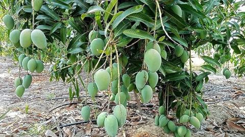 للبيع خمسة فدان مانجو