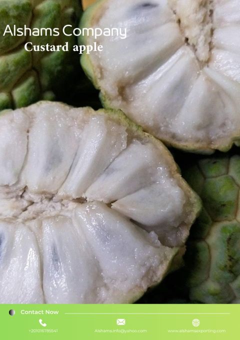 Fresh Egyptian Custard Apple