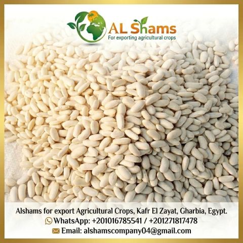Premium Egyptian White Beans