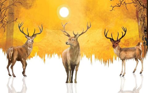 مصمم جرافيك 10 سنوات