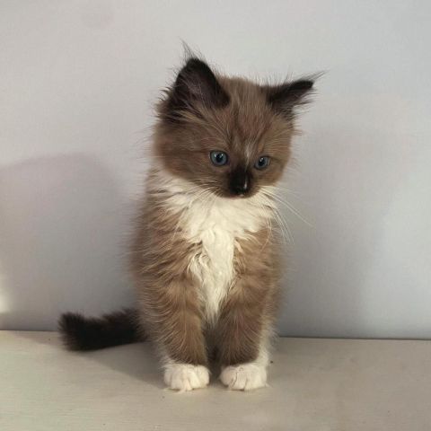 Meet Smith He is